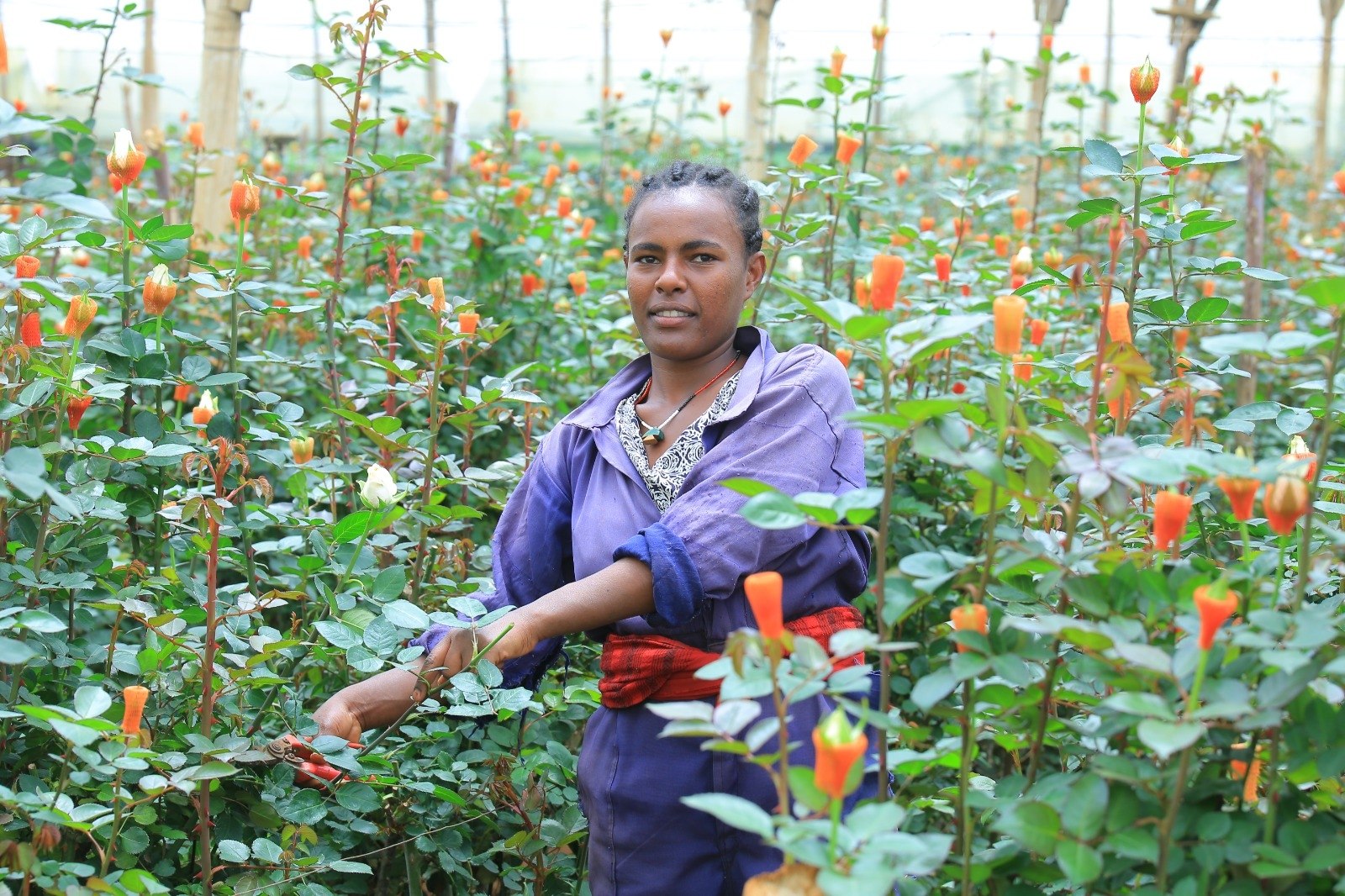 Gallica grower among the roses