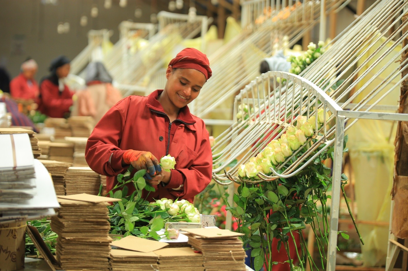 Gallica post-harvest workshop