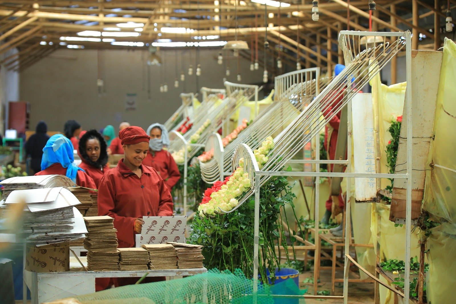 Gallica rose packing line