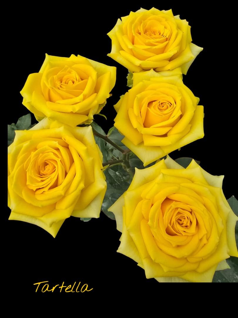 Rose variety 24