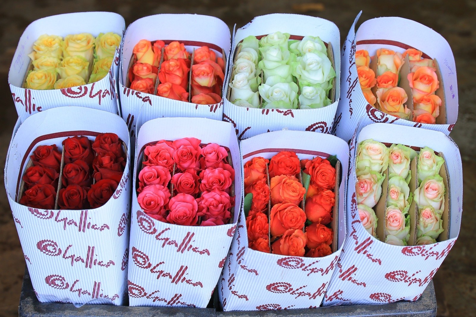 Gallica rose varieties ready for shipping